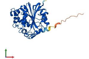 AlphaFold protein structure predicition of Human Recombinant PNMT Protein, UniprotID P11086