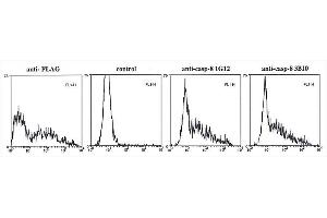 Flow cytometry data in permeabilized cells of overexpressed FLAG-epitope-tagged pro-caspase-8 (active-site-mutant) in 293T cells using anti-caspase-8 mAbs (3B10) , anti-FLAG or control. (Caspase 8 抗体)