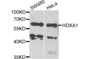 Western blot analysis of extracts of various cell lines, using HDXA1 antibody. (HOXA1 抗体)