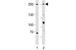 Western blot analysis of lysate from 1) HeLa and 2) MCF-7 cell line using MUC4 antibody; Ab was diluted at 1:1000 for each lane. (MUC4 抗体  (N-Term))