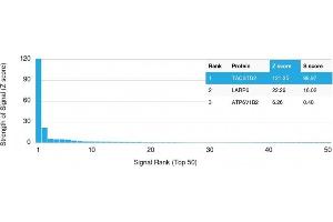 Analysis of Protein Array containing >19,000 full-length human proteins using TACSTD2 Mouse Monoclonal Antibody (TACSTD2/2152) Z- and S- Score: The Z-score represents the strength of a signal that a monoclonal antibody (MAb) (in combination with a fluorescently-tagged anti-IgG secondary antibody) produces when binding to a particular protein on the HuProtTM array. (TACSTD2 抗体  (AA 31-274))