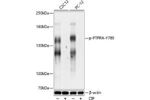 Western Blotting (WB) image for anti-Protein tyrosine Phosphatase, Receptor Type, A (PTPRA) (pTyr789) antibody (ABIN7269706)