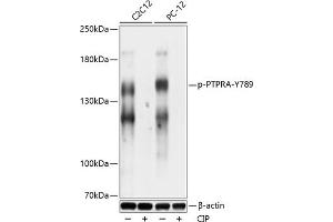 Western blot analysis of extracts of C2C12 and PC-12 cells, using Phospho-PTPRA-Y789 antibody (ABIN7269706) at 1:1000 dilution. (PTPRA 抗体  (pTyr789))
