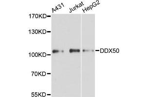 Western blot analysis of extracts of various cell lines, using DDX50 antibody (ABIN5996747) at 1:3000 dilution. (DDX50 抗体)