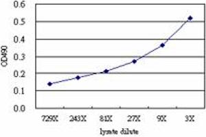 Sandwich ELISA detection sensitivity ranging from approximately 729x to 3x dilution of the POU6F1 293T overexpression lysate (non-denatured). (POU6F1 (人) Matched Antibody Pair)