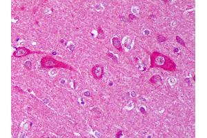 Anti-AHSA1 / AHA1 antibody IHC of human brain, cortex neurons. (AHSA1 抗体)
