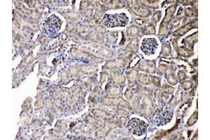 IHC testing of FFPE mouse kidney tissue with Purine nucleoside phosphorylase antibody at 1ug/ml. (PNP 抗体  (AA 161-189))