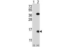 Western blot analysis of SUMO2 antibody and 293 cell lysate (2 ug/lane) either nontransfected (Lane 1) or transiently transfected (2) with the SUMO2 gene. (SUMO2 抗体  (AA 1-30))