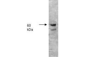 Image no. 2 for anti-Intestinal Alkaline Phosphatase (ALPI) antibody (ABIN303053) (Intestinal Alkaline Phosphatase 抗体)