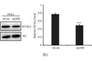 Western Blotting (WB) image for anti-Histone 3 (H3) (C-Term) antibody (ABIN3023243)