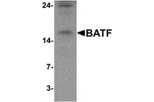 Western blot analysis of BATF in rat spleen tissue lysate with BATF Antibody  at 1 µg/ml (BATF 抗体  (N-Term))