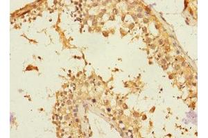 Immunohistochemistry of paraffin-embedded human testis tissue using ABIN7161461 at dilution of 1:100 (Neurotrimin 抗体  (AA 30-316))
