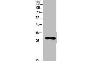 Western Blot analysis of customer's(cat sample) using Ribosomal Protein L7 Polyclonal Antibody. (RPL7 抗体  (C-Term))