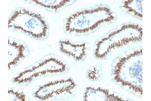 Formalin-fixed, paraffin-embedded human Small Intestine stained with HNF1A Mouse Monoclonal Antibody (HNF1A/2087).