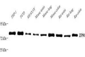 Western blot analysis of ZFP90 ABIN7076275),at dilution of 1: 2000,Lane 1: THP-1 cell lysate,Lane 2: T47D cell lysate,Lane 3: SH-SY5Y cell lysate,Lane 4: Mouse testis tissue lysate,Lane 5: Mouse lung tissue lysate,Lane 6: Mouse colon tissue lysate,Lane 7: Rat testis tissue lysate,Lane 8: Rat lung tissue lysate,Lane 9: Rat colon tissue lysate (ZNF90 抗体)