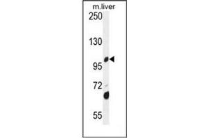 Western blot analysis of DHTKD1 Antibody  in mouse liver tissue lysates (35ug/lane). (DHTKD1 抗体  (Middle Region))