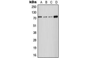 Western blot analysis of NCKX2 expression in HT1080 (A), MCF7 (B), Raw264. (SLC24A2 抗体  (Center))