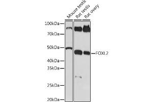 Western blot analysis of extracts of various cell lines, using FOXL2 Rabbit mAb (ABIN1682615, ABIN7101527, ABIN7101528 and ABIN7101529) at 1:1000 dilution. (FOXL2 抗体)
