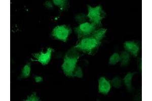 Anti-C1orf50 mouse monoclonal antibody (ABIN2454578) immunofluorescent staining of COS7 cells transiently transfected by pCMV6-ENTRY C1orf50 (RC200134). (C1ORF50 抗体)