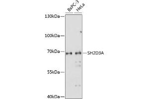 Western blot analysis of extracts of various cell lines, using SH2D3A antibody (ABIN7270272) at 1:1000 dilution.