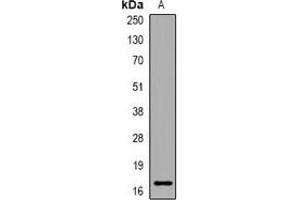 Western blot analysis of PLGRKT expression in HepG2 (A) whole cell lysates. (PLGRKT 抗体)