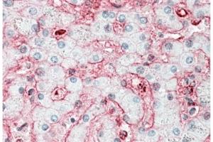 Staining of paraffin embedded Human Liver using Stomatin / STOM  Antibody at 5 µg/ml. (Stomatin 抗体  (N-Term))