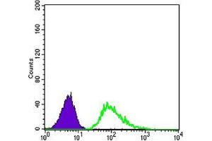 Flow cytometric analysis of A549 cells using TUBB3 mouse mAb (green) and negative control (purple). (TUBB3 抗体)