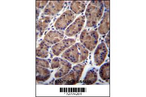 PFDN5 Antibody immunohistochemistry analysis in formalin fixed and paraffin embedded human stomach tissue followed by peroxidase conjugation of the secondary antibody and DAB staining. (PFDN5 抗体  (AA 79-108))