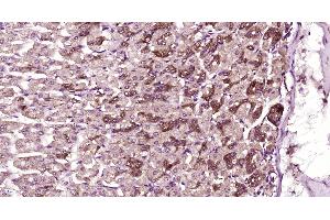 Paraformaldehyde-fixed, paraffin embedded Mouse stomach, Antigen retrieval by boiling in sodium citrate buffer (pH6. (SH3D21 抗体  (AA 51-150))