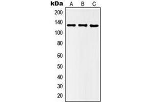 Western blot analysis of Histone Deacetylase 5 (pS498) expression in HEK293T LPS-treated (A), Raw264.