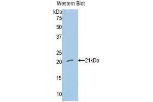 Western Blotting (WB) image for anti-Nitric Oxide Synthase 1, Neuronal (NOS1) (AA 726-894) antibody (ABIN1860024) (NOS1 抗体  (AA 726-894))