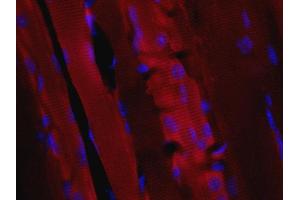 Indirect immunostaining of paraffin embedded sections from mouse skeletal muscle. (VAMP5 抗体  (AA 1-70))