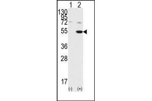 Image no. 1 for anti-Glycogen Synthase Kinase 3 alpha (GSK3a) (C-Term) antibody (ABIN360595) (GSK3 alpha 抗体  (C-Term))