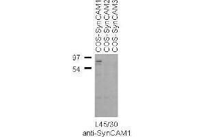 Transfected cell immunoblot: extracts of COS-7 cells transiently transfected with SynCAM1, SynCAM2 or SynCAM3 plasmids and probed with L45/30 TC supe.