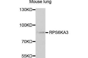 Western blot analysis of extracts of mouse lung, using RPS6KA3 antibody (ABIN5973157) at 1/1000 dilution. (RPS6KA3 抗体)