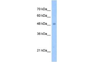 TIGD3 antibody used at 1. (TIGD3 抗体  (N-Term))