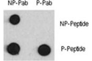 Dot blot analysis of phospho-MEF2C antibody and MEF2C nonphos pAb. (MEF2C 抗体  (pSer387))