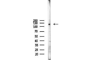 Western blot analysis of lysates from RAW264.