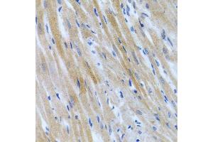 Immunohistochemistry of paraffin-embedded rat heart using BMP3 antibody. (BMP3 抗体  (AA 243-472))