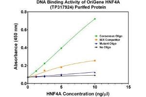 Activity Assay (AcA) image for Hepatocyte Nuclear Factor 4, alpha (HNF4A) (Transcript Variant 3) (Active) protein (Myc-DYKDDDDK Tag) (ABIN2722903)