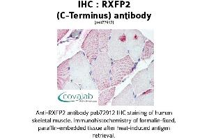 Image no. 1 for anti-Relaxin/insulin-Like Family Peptide Receptor 2 (RXFP2) (C-Term) antibody (ABIN1738987) (RXFP2 抗体  (C-Term))