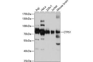 Western blot analysis of extracts of various cell lines, using CTPS1 antibody (ABIN1679408, ABIN3018132, ABIN3018133 and ABIN6220375) at 1:3000 dilution. (CTP Synthase 抗体  (AA 402-591))