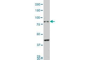 PCDHB10 monoclonal antibody (M07), clone 4C4 Western Blot analysis of PCDHB10 expression in NIH/3T3 . (PCDHB10 抗体  (AA 27-125))