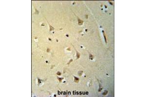 P2R3C Antibody immunohistochemistry analysis in formalin fixed and paraffin embedded human brain tissue followed by peroxidase conjugation of the secondary antibody and DAB staining. (PPP2R3C 抗体  (N-Term))
