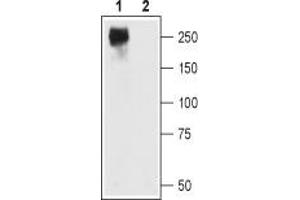 Western Blotting (WB) image for anti-Calcium Channel, Voltage-Dependent, L Type, alpha 1C Subunit (CACNA1C) (AA 848-865), (Intracellular) antibody (ABIN7043000)