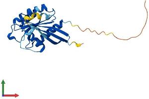 AlphaFold protein structure predicition of Human Recombinant RAB10 Protein, UniprotID P61026