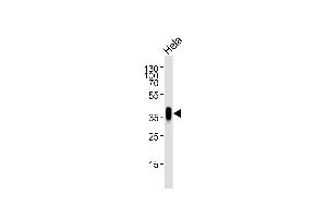 Western blot analysis of lysate from Hela cell line, using FOLR1 Antibody (N-term) (ABIN654650 and ABIN2844346). (FOLR1 抗体  (N-Term))