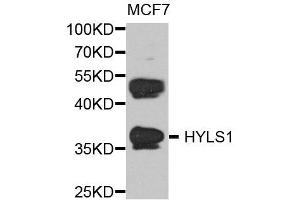Western blot analysis of extract of various cells, using HYLS1 antibody. (HYLS1 抗体)