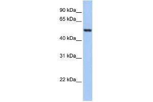 GSR antibody used at 1 ug/ml to detect target protein. (Glutathione Reductase 抗体  (N-Term))