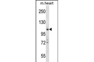 ZCCHC14 Antibody (Center) (ABIN657576 and ABIN2846580) western blot analysis in mouse heart tissue lysates (35 μg/lane). (ZCCHC14 抗体  (AA 420-449))